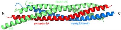 The Multifaceted Role of SNARE Proteins in Membrane Fusion